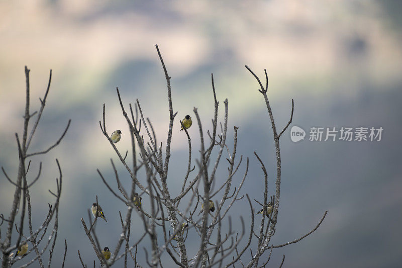 黑头绿翅雀:一群成年黑头绿翅雀(Chloris ambigua)